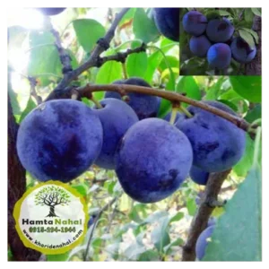 خرید نهال آلو حاج حسنی