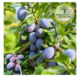 خرید نهال آلو دامسونز