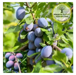 نهال آلو دامسونز