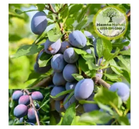 نهال آلو دامسونز