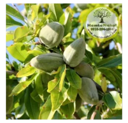 خرید نهال بادام سنگی