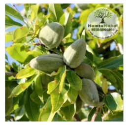 نهال بادام سنگی