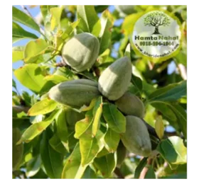 نهال بادام سنگی