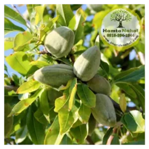 خرید نهال بادام سنگی