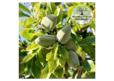 خرید نهال بادام سنگی