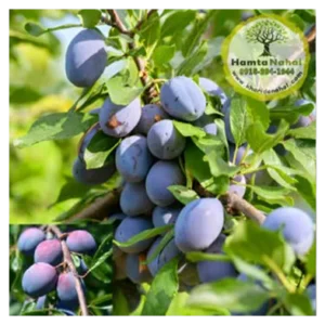 خرید نهال آلو دامسونز