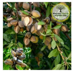 نهال بادام پویا