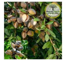 نهال بادام پویا