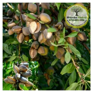 خرید نهال بادام پویا