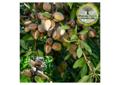 خرید نهال بادام پویا