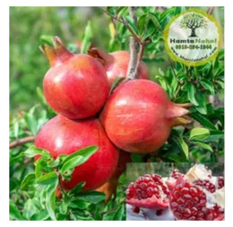 نهال انار ژله‌ای (بی‌دانه)