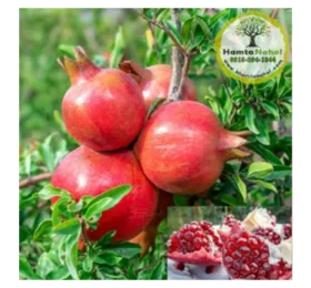 نهال انار ژله‌ای (بی‌دانه)