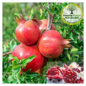 خرید نهال انار ژلهای (بیدانه)