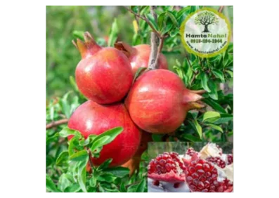 خرید نهال انار ژله‌ای (بی‌دانه)