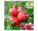 نهال انار ژله‌ای (بی‌دانه)