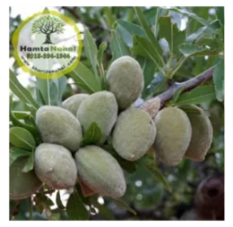 نهال بادام منقا