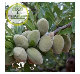 نهال بادام منقا