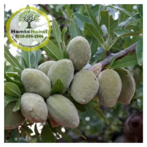 خرید نهال بادام منقا