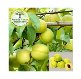 نھال شلیل زرد