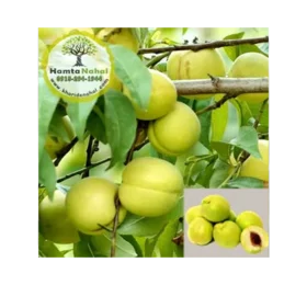 نھال شلیل زرد